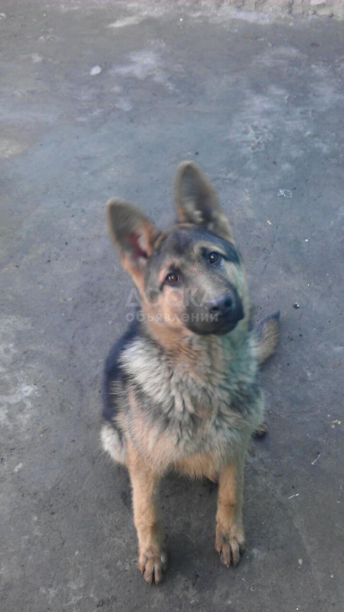 Продаю авчарку