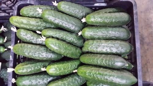 Огурцы из Испании