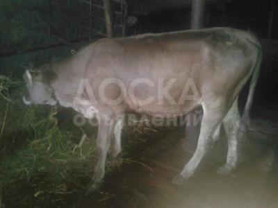 Продаю телак