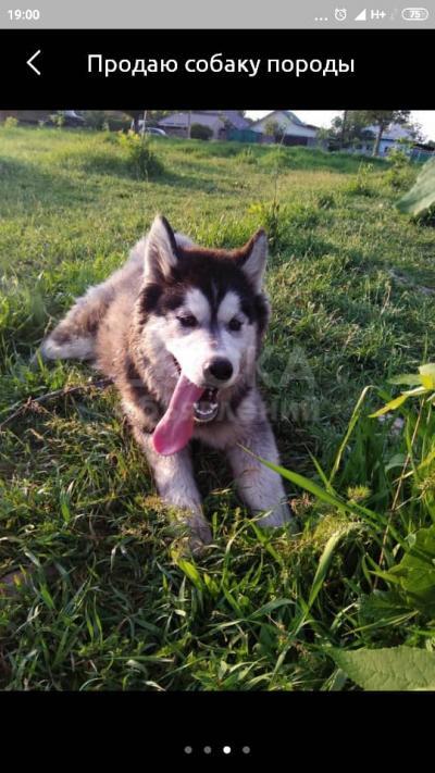 Продаю щенка хаски 7 месяцев