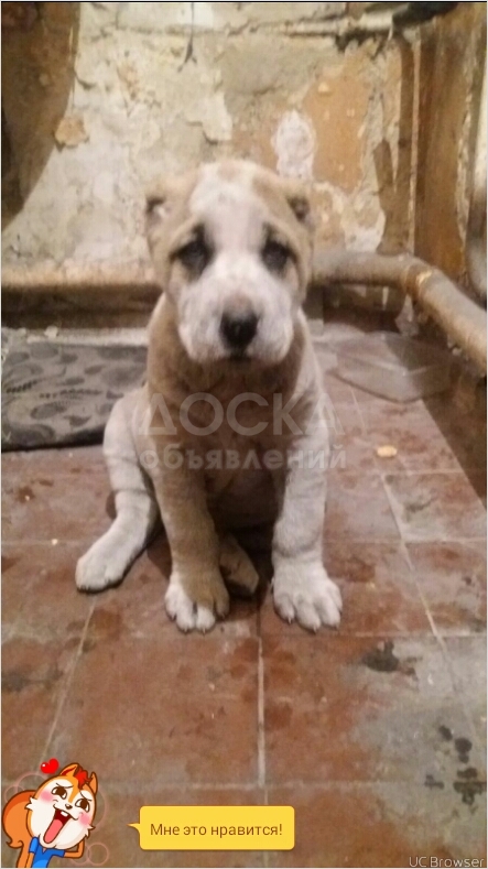 Срочно продаются щенка албая
