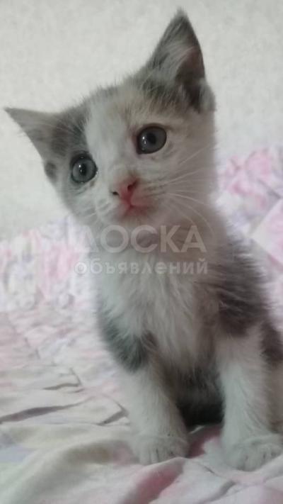 Отдам котят в добрые руки