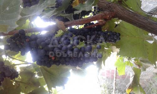 Винный виноград