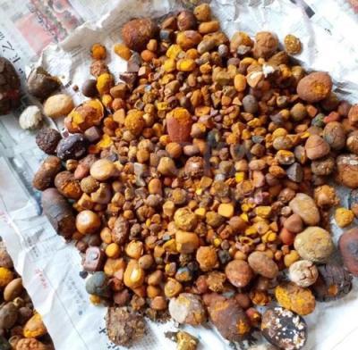 Камни в желчном пузыре коровы