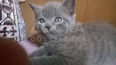 Продаю Британских котят, 1,5 месяца, 2 мальчика и 2 девочки