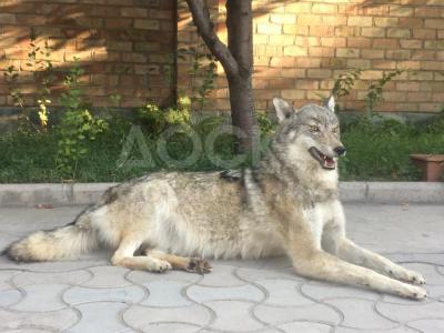 Продаю чучело волка, медальон волка, шкуру волка, медальон яка