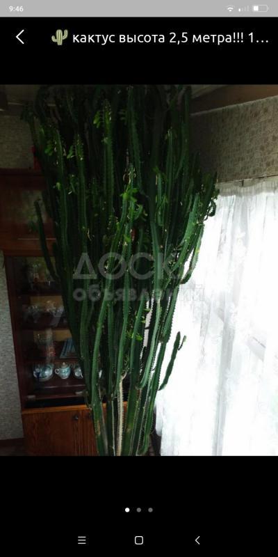 Продаю кактус