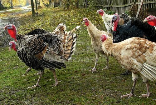 Индюк на новогодний стол