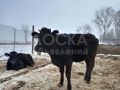 Нетели стельные и под покрытие 
цена стельных 110тыс. 
Некрытых 80тыс. 
Тел.0555333898 0773077601