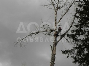 Спилить дерево не проблема!