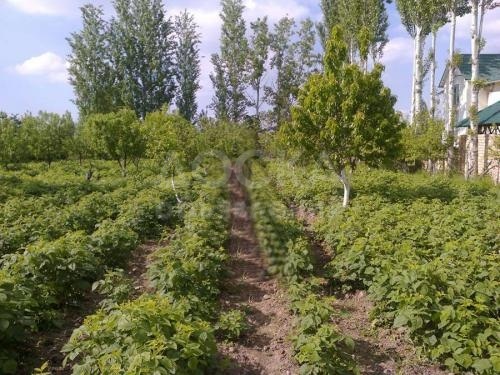 Продаю участок под строительство, 10 соток Село Кок-жар.