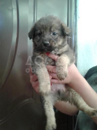 Щеночек ищет семью