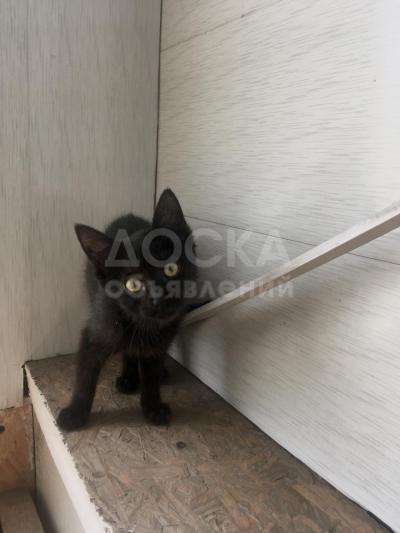 Нашли котенка