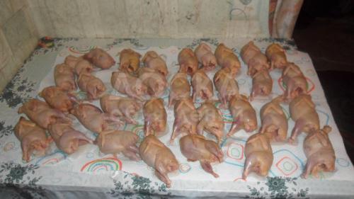 Перепелиные яйца, тушки