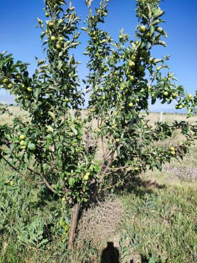 Продаю участок сельхоз назначения, 10 га Кегети.