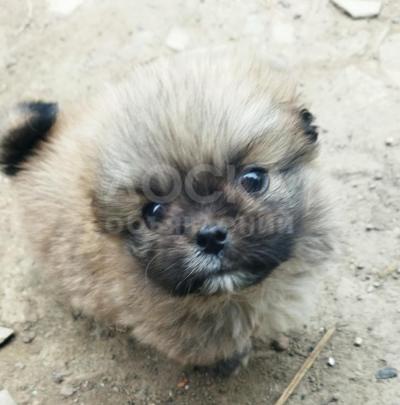 Продаю щенков пекинеса