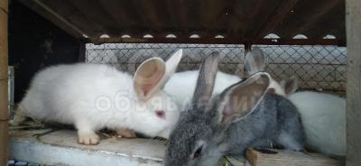 Ак Орго Ул Боз Салкын. Ак Орго Ул Боз Салкын. Ак Орго Ул Боз Салкын. Ак Орго Ул Боз Салкын.