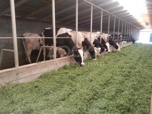 Оптом цельное молоко