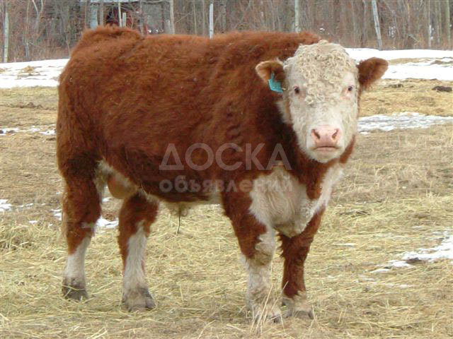 Продаю КРС с Алтая