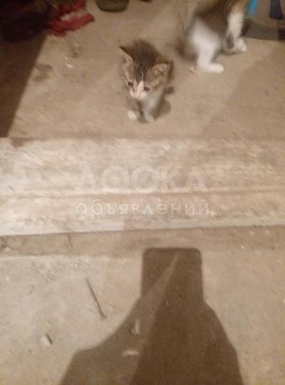 отдам котят в добрые руки