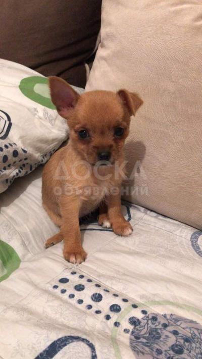 Продаю щенка чихуахуа (девочка) 2 месяца в хорошии руки.