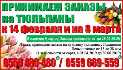 Принимаем заказы на тюльпаны