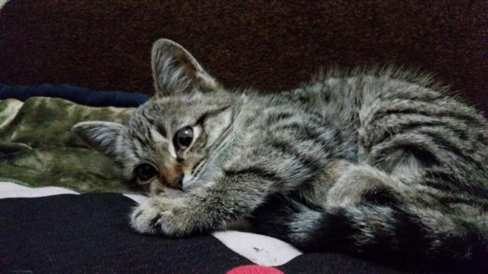 Отдам безвозмездно котенка