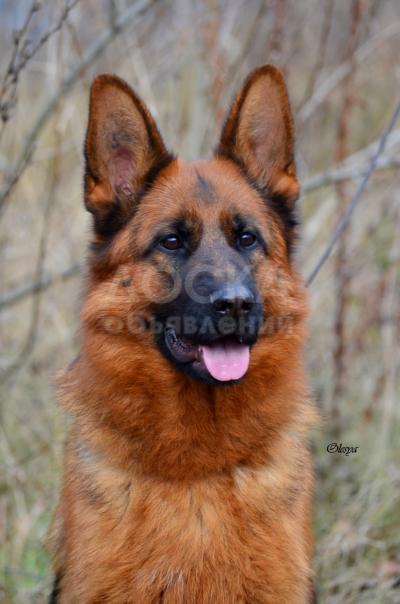 Щенки немецкой овчарки из питомника ркф