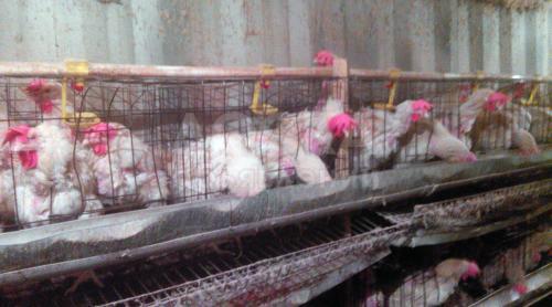 Клетки для кур несушек