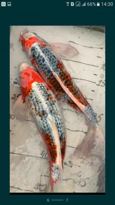 Карп Коя малёк из собственного питомника