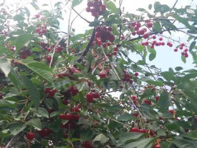 Продаю вишню