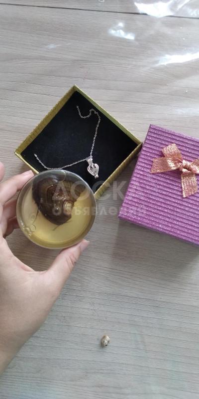 Жемчуг в ракушке