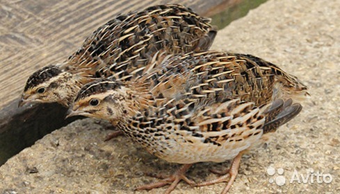 Продаю перепелок, яйца, клетки для БИЗНЕСА и для себя