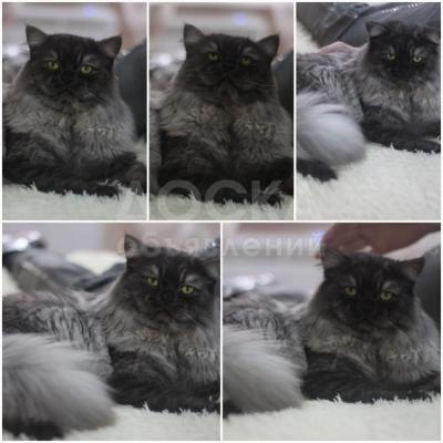 Молодой красивый кот породы Scottish Straght Highlander со своими апартаментами приглашает кошечек.