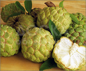 Экзотика и тропики у вас на подоконнике! 0552386745, Саподилла, кофе, нони, папайя, лонган