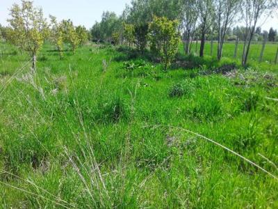 Срочно продаю плодовый сад 5 гектаров + 1. 7 га на Иссык-Куль (Жети-Огуз)