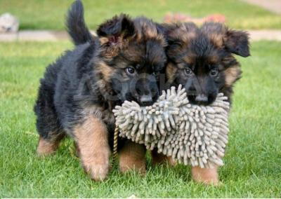 Rottweiler Puppies Available