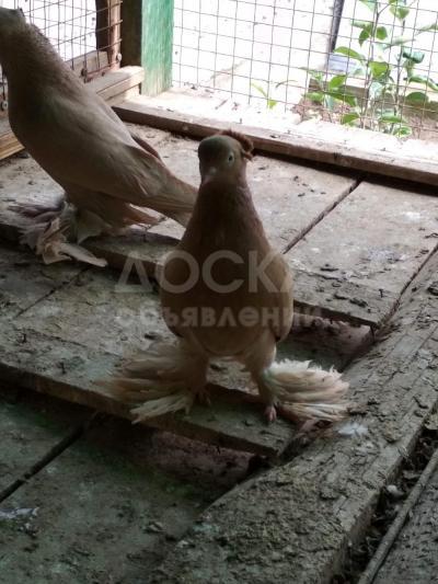 Продаю голубей