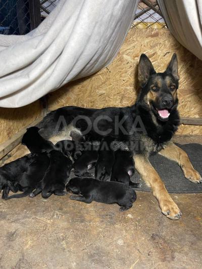 Продаю щенят!!! Восточно Европейских Овчарак, с родословной, прививкой и проглистованы. В помёте 9 щенят родились в 24.04.2022