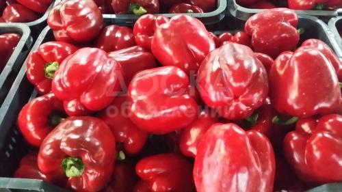 Перец из Испании