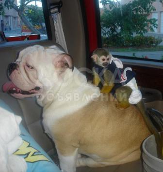 игривый обезьяна для свободного принятия