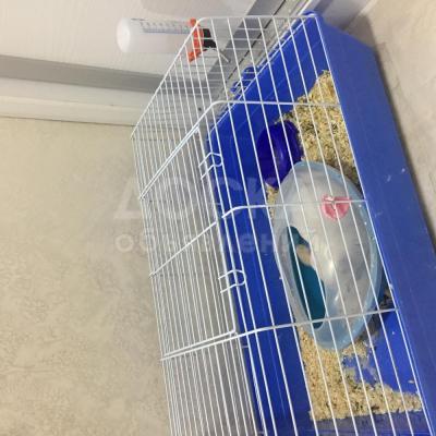 Продаётся шиншилла