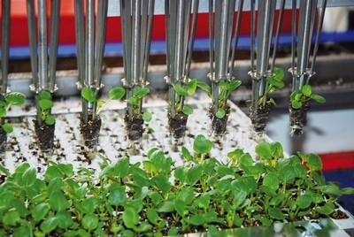 Пикировочные машины серии RW (5/8/16/24/32/64) URBINATI