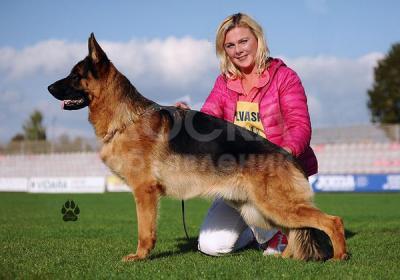 Немецкая овчарка