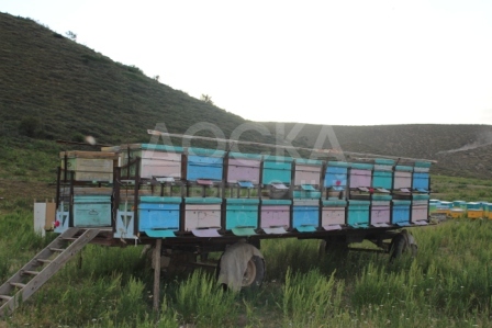 Продаётся пасека, 40 ульев с пчёлками