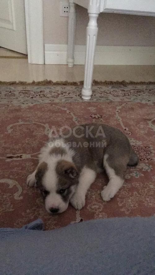 Месячная алабайка,в хорошие руки