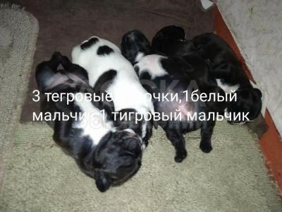 Французкие бульдоги щенки