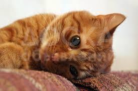 Муж на Час ремонт и усановка всего что то вас окружает дома и в офисе