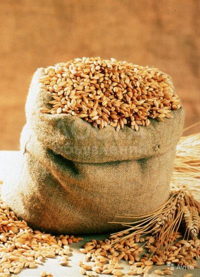 ПРОДАЮ ЯЧМЕНЬ ОПТОМ