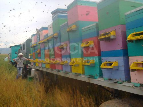 Натуральный горный и полевой мёд с собственной пасеки!